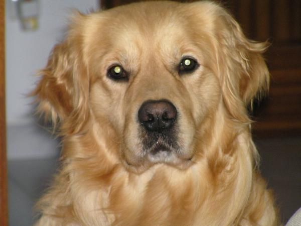 Golden retriever busca novia en Logroño