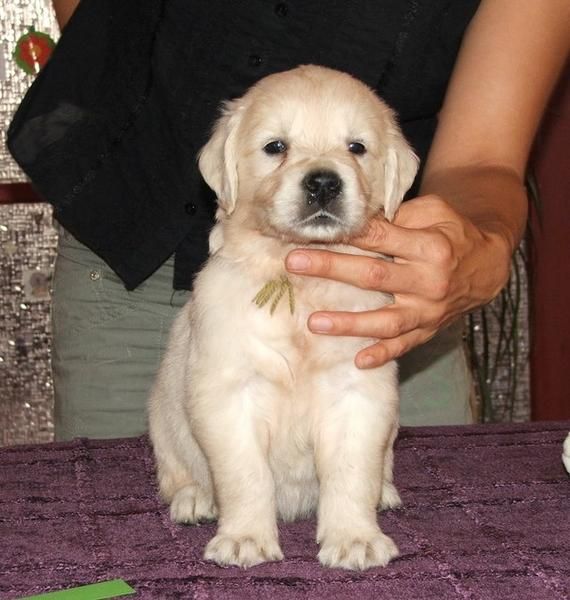 hombres y mujeres cachorros golden retriever