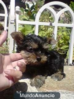 Pequeñitos cachorros de YORKSHIRE CON PEDIGREE 450E