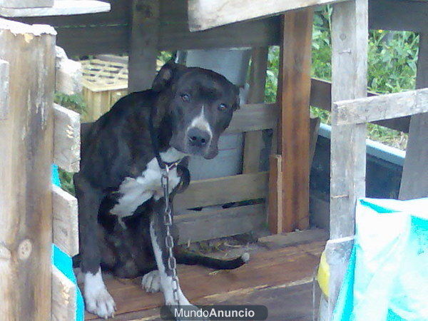 Perro cruce dogo canario en adopción