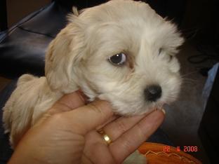 Bichon maltes 420€