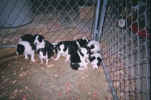 BORDER COLLIE