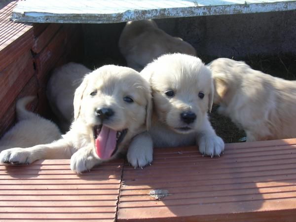 CACHORROS DE GOLDEN RETRIEVER