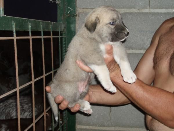 Cachorros mastin español