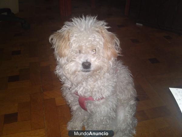 Caniche toy para montas