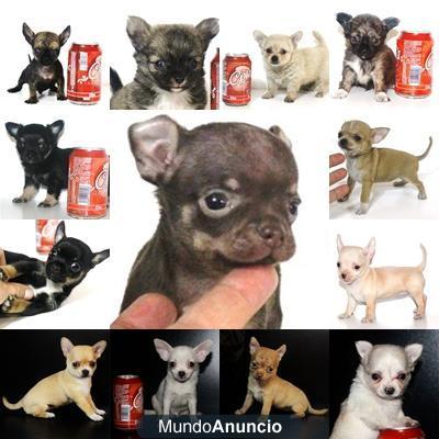 chihuahuas pelo largo y pelo corto EXCLUSIVOS en cambanus