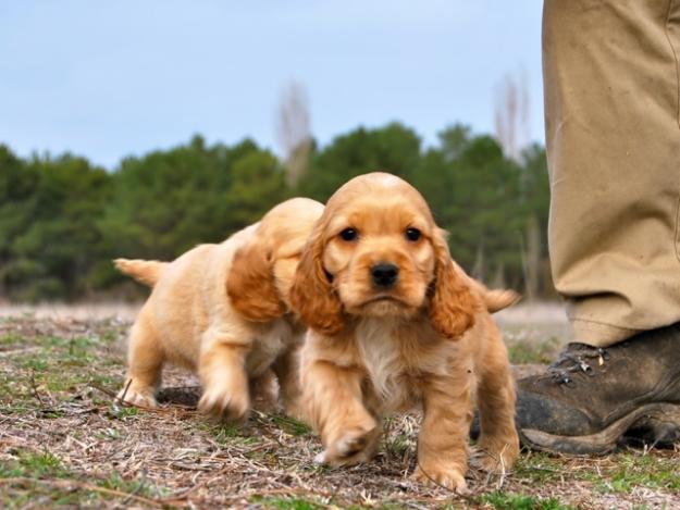 Cocker dorados para entregar , tambien negros (( www.centrocaninoelpinar.es ))