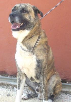 Cor en adopción