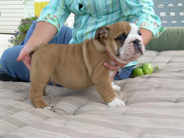 Excelentes cachorros de bulldog ingles.