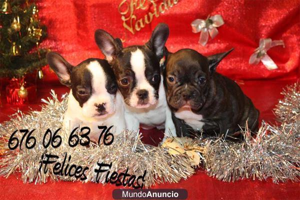 Navidades perfectas con Bulldog frances