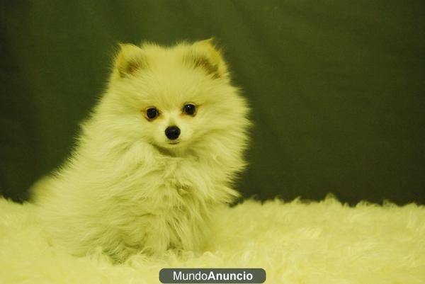 POMERANIAS CON PEDIGRE, CAMADA EN VENTA