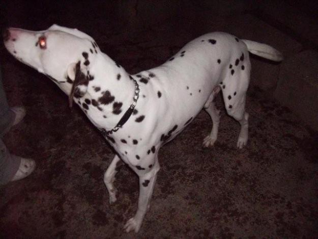 Quieres un dalmata? Adoptalo!