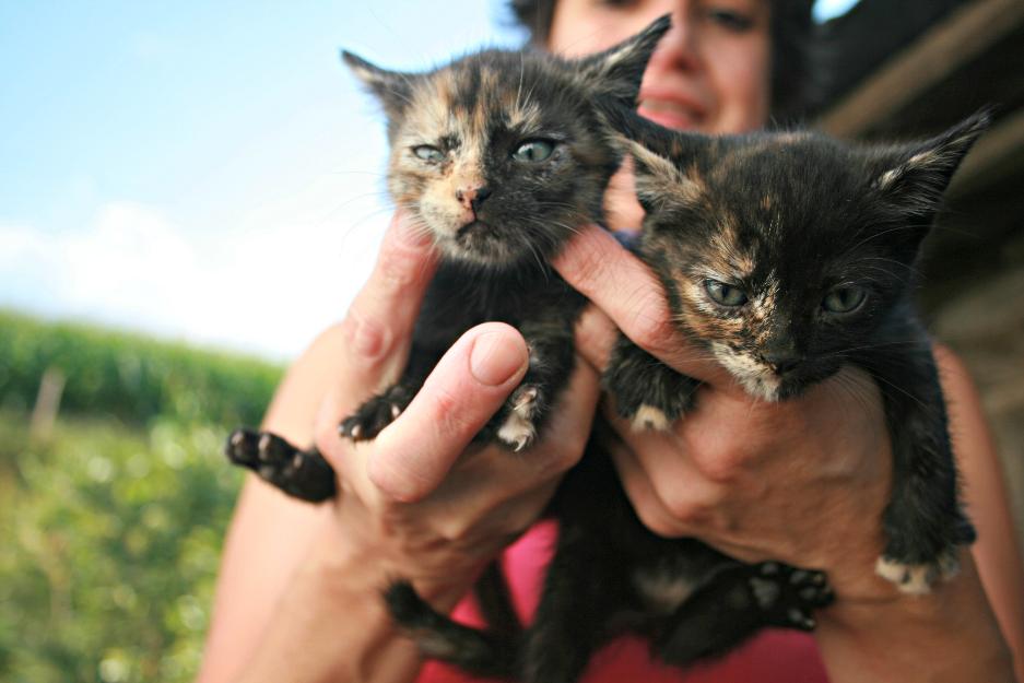 Reaglo preciosos gatitos