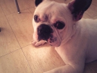 Se ofrece Bulldog frances para monta(MURCIA) - mejor precio | unprecio.es