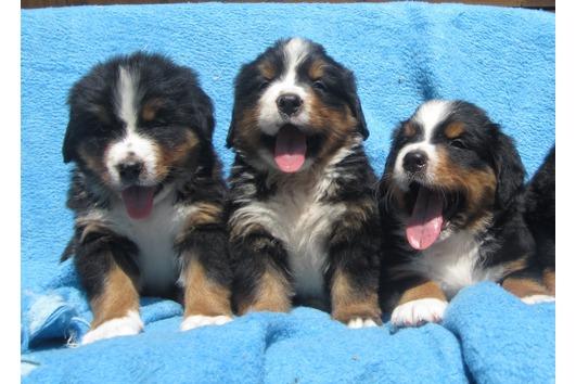 saludables cachorros montaña de Bernese ya están listos para un hogar lleno de amor