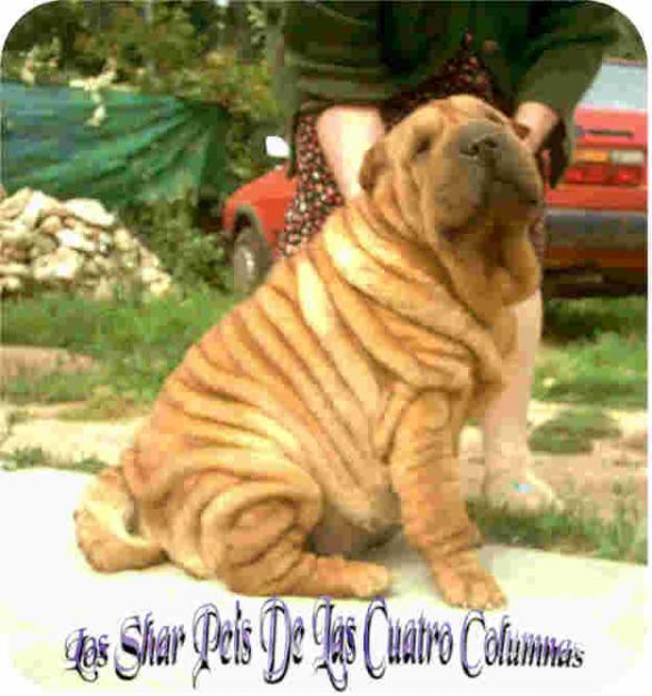 arrugadisimos cachorro shar peis americanos gen azul,lilac,platinium blue