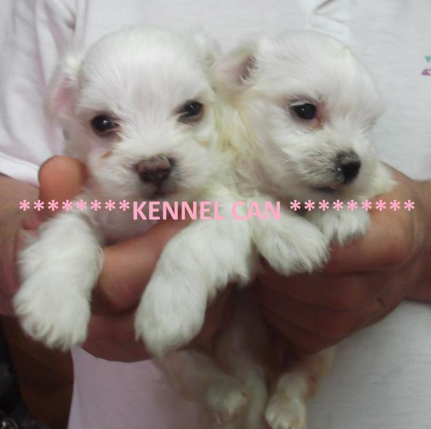 Bellisimos cachorros de bichon maltes