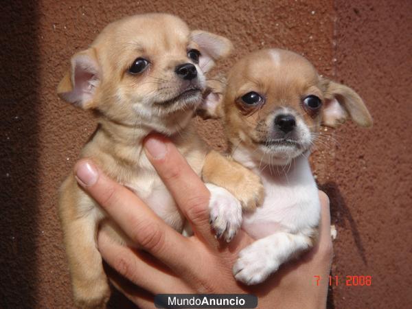 CACHORROS CHIHUAHUA 500 €