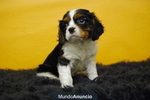 Disponemos de cachorros Cavalier excelente calidad y caracter