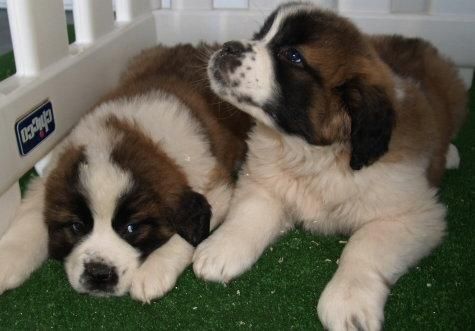 San Bernardo, ¡los mejores cachorros!. Barcelona