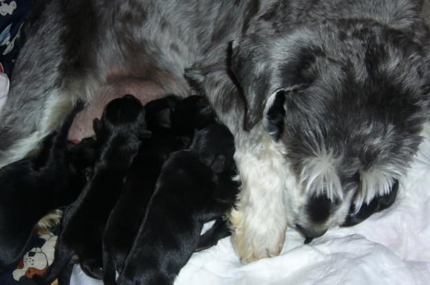 schnauzer miniatura negro y plata y negro