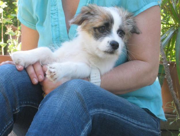 Luna, cachorrita mestiza pequeña