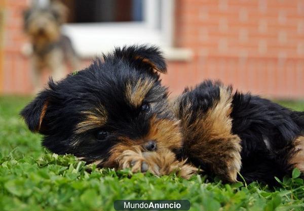 2 hembras de yorkshire terrier