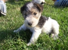 BOXER, COCKER INGLES, FOX TERRIER, YORKSHIRE TERRIER - mejor precio | unprecio.es