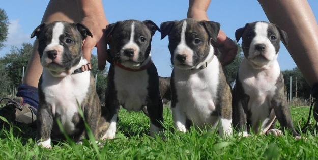 CACHOROS AMERICAN STAFFORDSHIRE TERRIER