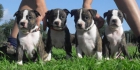 CACHOROS AMERICAN STAFFORDSHIRE TERRIER - mejor precio | unprecio.es