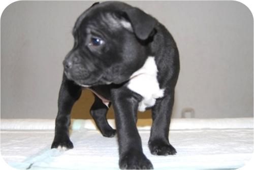 cachorretes de staffordshire bull terrier