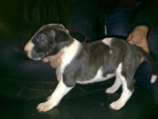 CACHORRITOS BULL TERRIER