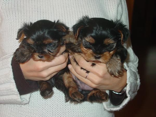 CACHORRITOS YORKSHIRE MINI