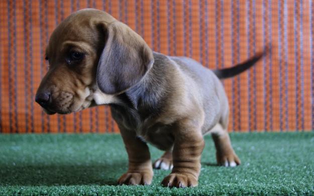 Camada de Teckel Miniatura cachorros