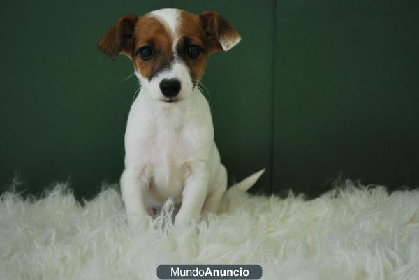 juguetones y preciosos Jack russell;alta calidad