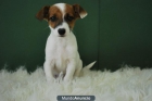 juguetones y preciosos Jack russell;alta calidad - mejor precio | unprecio.es