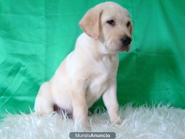 LABRADOR EXCELENTES CACHORROS