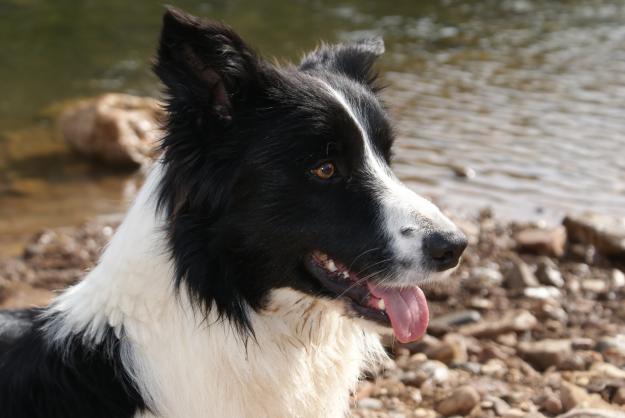 preciosa camada de border collies