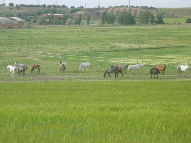 Pupilaje para caballos muy cerca de Madrid capital