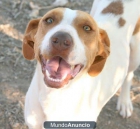 SOLE::PRECIOSA,BUENISIMA,ALEGRE..EN ADOPCION URGENTE - mejor precio | unprecio.es