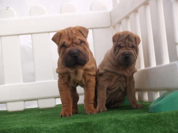 ¡Tu Shar-pei, tu precioso cachorro!