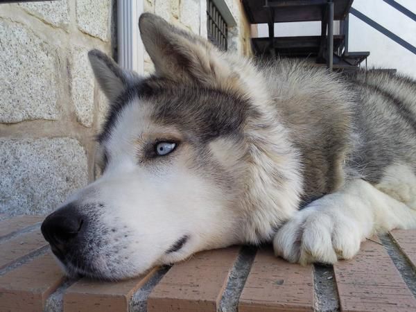 busco perra para cruza en toledo siberiano o malamute