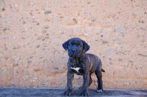 Cachorra de Presa Canario