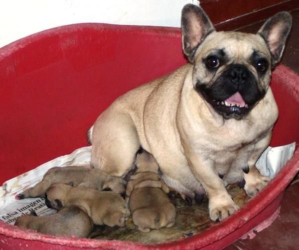 CACHORRITOS DE BULLDOG FRANCES 2 MESES PEDIGRI DE CAMPEONES