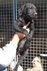 cachorro de LABRADOR NEGRO CON PEDIGREE 280 - mejor precio | unprecio.es