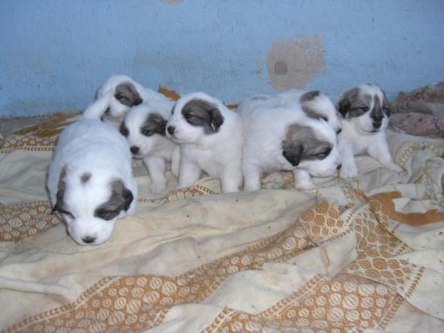 CACHORROS DE MONTAÑA DEL PIRINEO NIETOS DE CAMPEONES A 300€