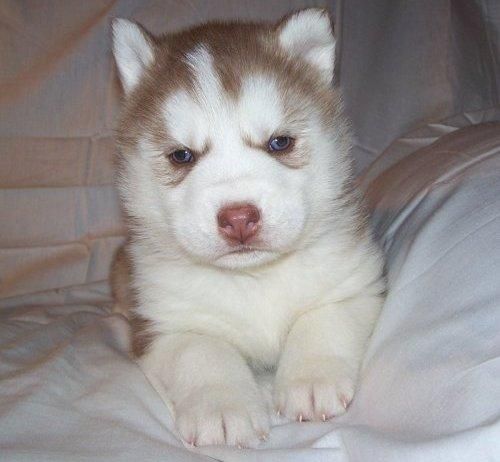 CAMADA HUSKY SIBERIANO CON PEDIGREE..