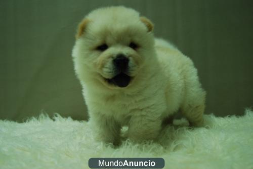 Chow Chow magnificos cachorros