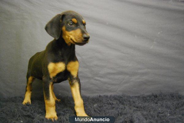 DOBERMAN CRIADERO NACIONAL