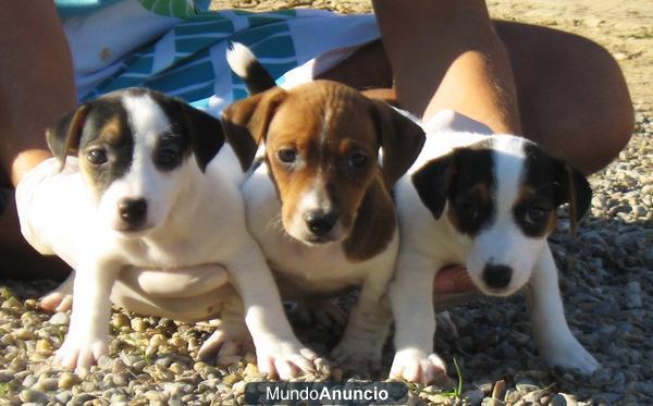 jack russell barcelona 250